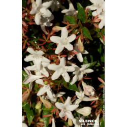 ABELIA GR,SHERWOOD C4,5 TF/BU de Plantes Silence ça pousse dans Arbustes persistants en livraison