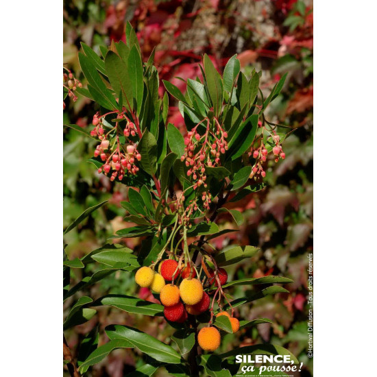 Arbousier, arbre aux fraises ROSELILY 120cm de Plantes Silence ça pousse dans Plantes à petits fruits (kiwi, myrtilles, grose...