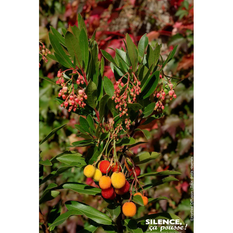 Arbousier, arbre aux fraises ROSELILY 120cm de Plantes Silence ça pousse dans Plantes à petits fruits (kiwi, myrtilles, grose...