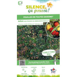 Arbousier, arbre aux fraises ROSELILY 120cm de Plantes Silence ça pousse dans Plantes à petits fruits (kiwi, myrtilles, grose...