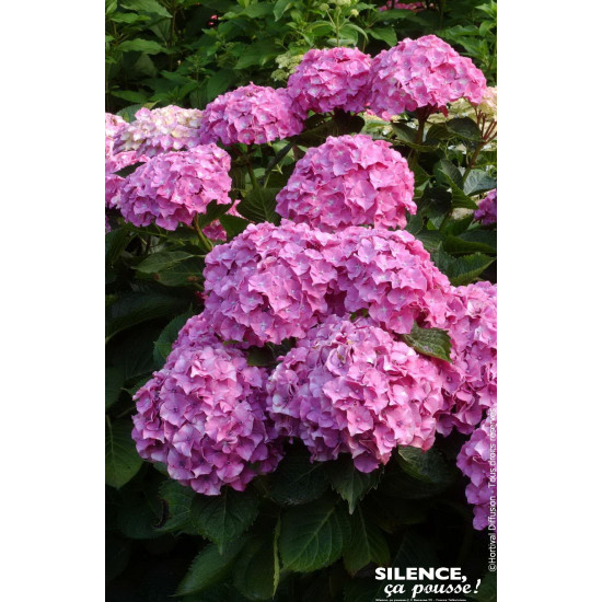 HORTENSIA BENELUX ROSE C10 10BR + de Plantes Silence ça pousse dans Plantes à petits fruits (kiwi, myrtilles, groseilles, cas...