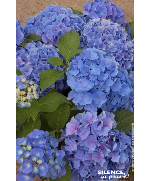 HORTENSIA BENELUX BLEU C10 10BR + de Plantes Silence ça pousse dans Plantes à petits fruits (kiwi, myrtilles, groseilles, cas...