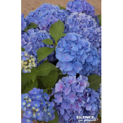 HORTENSIA BENELUX BLEU C10 10BR + de Plantes Silence ça pousse dans Plantes à petits fruits (kiwi, myrtilles, groseilles, cas...