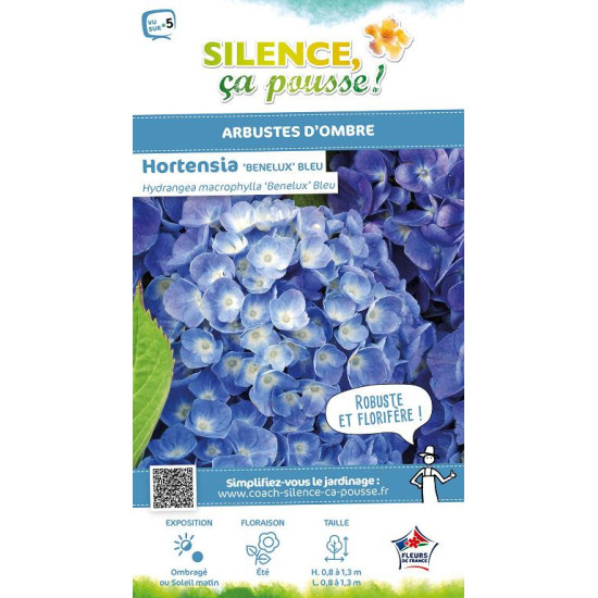 HORTENSIA BENELUX BLEU C10 10BR + de Plantes Silence ça pousse dans Plantes à petits fruits (kiwi, myrtilles, groseilles, cas...