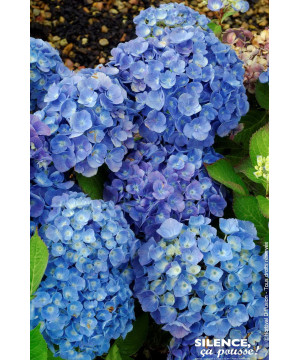 Hortensia Bodensee 50cm Silence ca pousse de Plantes Silence ça pousse dans Plantes à petits fruits (kiwi, myrtilles, groseil...