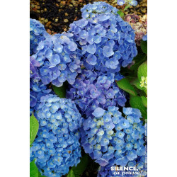 Hortensia Bodensee 50cm Silence ca pousse de Plantes Silence ça pousse dans Plantes à petits fruits (kiwi, myrtilles, groseil...