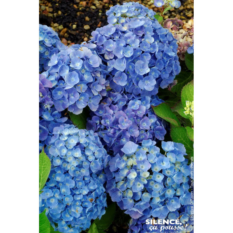Hortensia Bodensee 50cm Silence ca pousse de Plantes Silence ça pousse dans Plantes à petits fruits (kiwi, myrtilles, groseil...