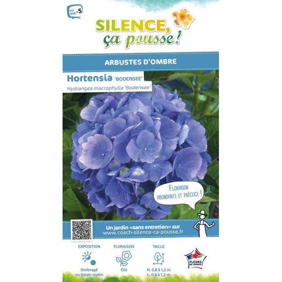 Hortensia Bodensee 50cm Silence ca pousse de Plantes Silence ça pousse dans Plantes à petits fruits (kiwi, myrtilles, groseil...