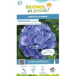 Hortensia Bodensee 50cm Silence ca pousse de Plantes Silence ça pousse dans Plantes à petits fruits (kiwi, myrtilles, groseil...