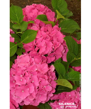 Hortensia Rosita 50cm Silence ca pousse de Plantes Silence ça pousse dans Plantes à petits fruits (kiwi, myrtilles, groseille...