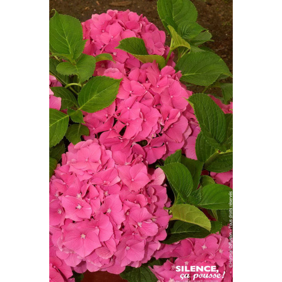 Hortensia Rosita 50cm Silence ca pousse de Plantes Silence ça pousse dans Plantes à petits fruits (kiwi, myrtilles, groseille...