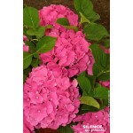 Hortensia Rosita 50cm Silence ca pousse de Plantes Silence ça pousse dans Plantes à petits fruits (kiwi, myrtilles, groseille...