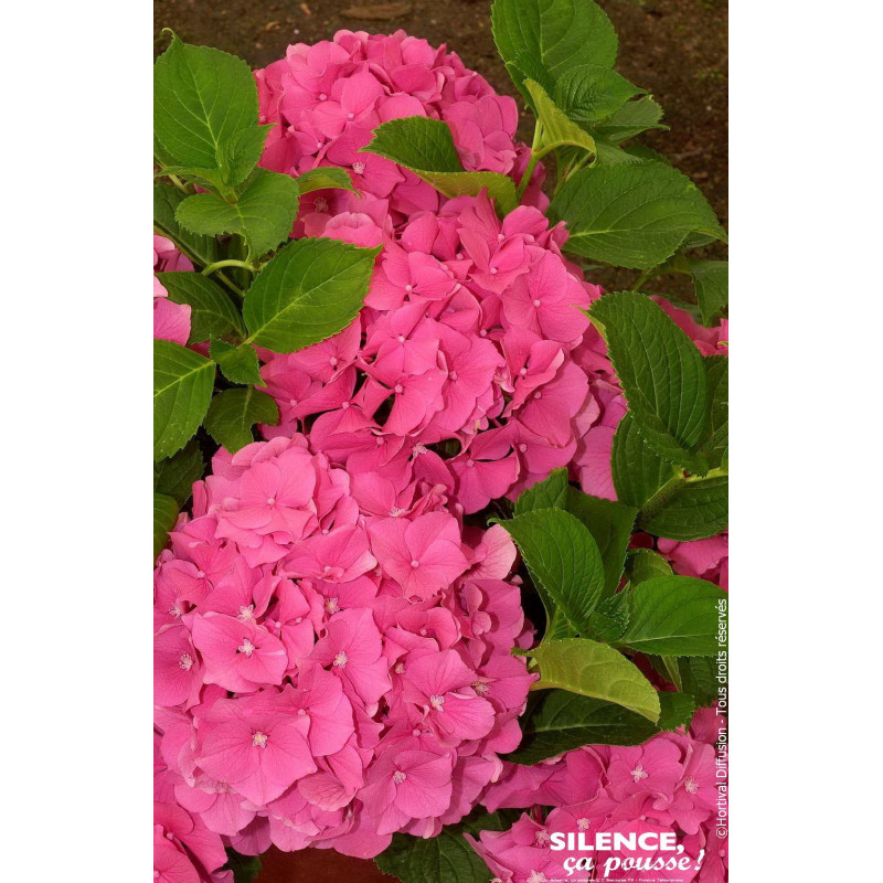 Hortensia Rosita 50cm Silence ca pousse de Plantes Silence ça pousse dans Plantes à petits fruits (kiwi, myrtilles, groseille...