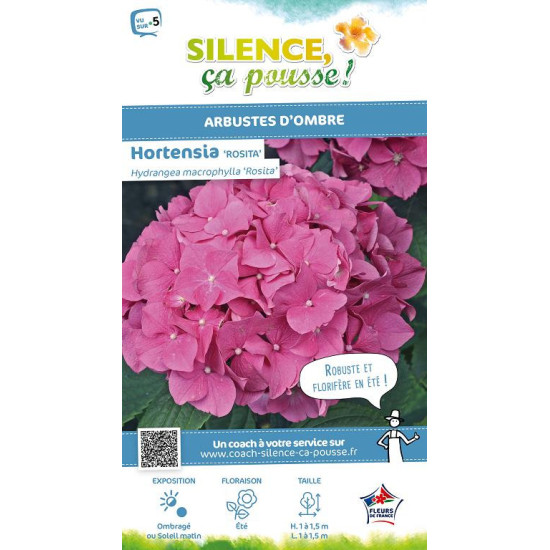 Hortensia Rosita 50cm Silence ca pousse de Plantes Silence ça pousse dans Plantes à petits fruits (kiwi, myrtilles, groseille...