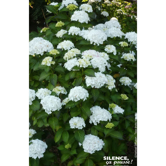 HORTENSIA SOEUR THERESE C10 10BR + de Plantes Silence ça pousse dans Plantes à petits fruits (kiwi, myrtilles, groseilles, ca...