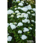 HORTENSIA SOEUR THERESE C10 10BR + de Plantes Silence ça pousse dans Plantes à petits fruits (kiwi, myrtilles, groseilles, ca...