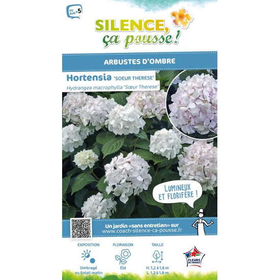 HORTENSIA SOEUR THERESE C10 10BR + de Plantes Silence ça pousse dans Plantes à petits fruits (kiwi, myrtilles, groseilles, ca...