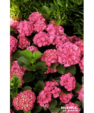 Hortensia Sybilla 50cm Silence ca pousse de Plantes Silence ça pousse dans Plantes à petits fruits (kiwi, myrtilles, groseill...