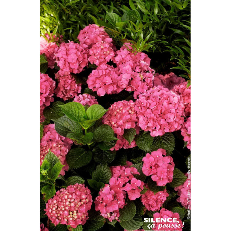 Hortensia Sybilla 50cm Silence ca pousse de Plantes Silence ça pousse dans Plantes à petits fruits (kiwi, myrtilles, groseill...