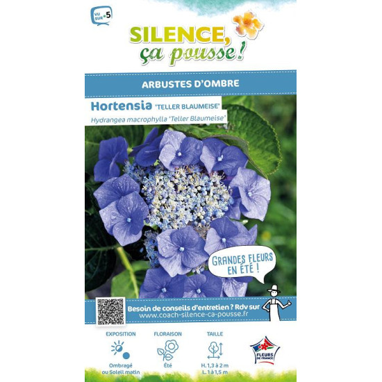 Hortensia Blaumeise 50cm Silence ca pousse de Plantes Silence ça pousse dans Plantes à petits fruits (kiwi, myrtilles, grosei...