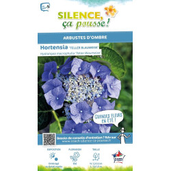 Hortensia Blaumeise 50cm Silence ca pousse de Plantes Silence ça pousse dans Plantes à petits fruits (kiwi, myrtilles, grosei...
