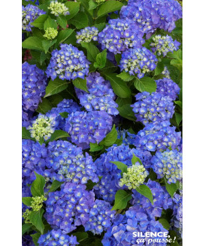 Hortensia Renate Steiniger 50cm de Plantes Silence ça pousse dans Plantes à petits fruits (kiwi, myrtilles, groseilles, cassi...