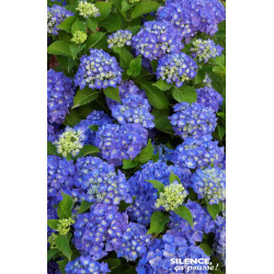Hortensia Renate Steiniger 50cm de Plantes Silence ça pousse dans Plantes à petits fruits (kiwi, myrtilles, groseilles, cassi...