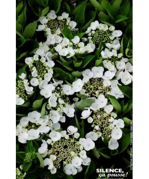 Hortensia Teller Weiss Libelle 50cm de Plantes Silence ça pousse dans Plantes à petits fruits (kiwi, myrtilles, groseilles, c...