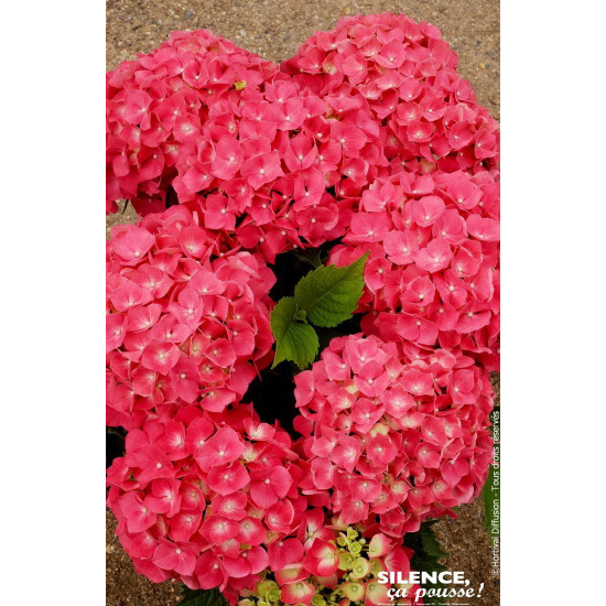 Hortensia Leuchtfeuer 85cm Silence ca pousse de Plantes Silence ça pousse dans Plantes à petits fruits (kiwi, myrtilles, gros...