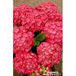 Hortensia Leuchtfeuer 85cm Silence ca pousse de Plantes Silence ça pousse dans Plantes à petits fruits (kiwi, myrtilles, gros...
