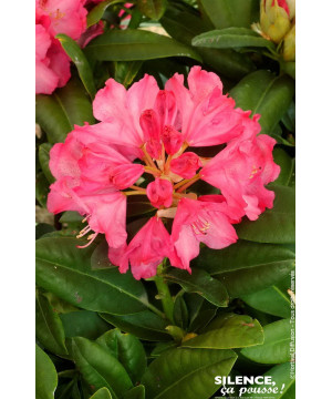 RHODO HYB,CONSTANZE C7 de Plantes Silence ça pousse dans Plantes à petits fruits (kiwi, myrtilles, groseilles, cassis, frambo...