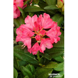 RHODO HYB,CONSTANZE C7 de Plantes Silence ça pousse dans Plantes à petits fruits (kiwi, myrtilles, groseilles, cassis, frambo...
