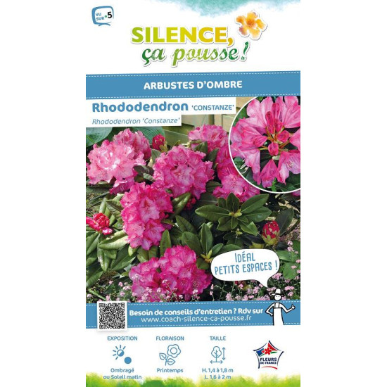RHODO HYB,CONSTANZE C7 de Plantes Silence ça pousse dans Plantes à petits fruits (kiwi, myrtilles, groseilles, cassis, frambo...