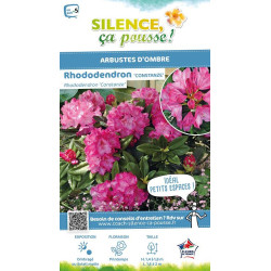 RHODO HYB,CONSTANZE C7 de Plantes Silence ça pousse dans Plantes à petits fruits (kiwi, myrtilles, groseilles, cassis, frambo...