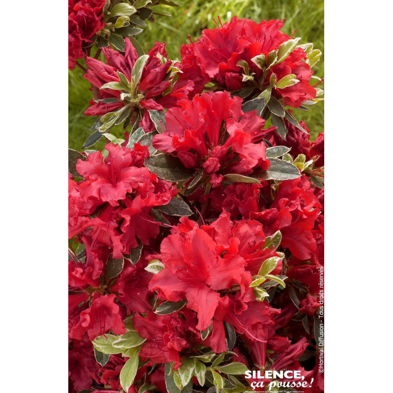 Azalee japonaise Hot Shot Variegata 80cm de Plantes Silence ça pousse dans Plantes à petits fruits (kiwi, myrtilles, groseill...
