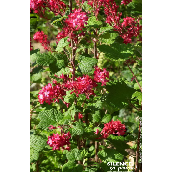 Groseillier a fleurs RED BROSS 80cm de Plantes Silence ça pousse dans Arbustes caducs en livraison