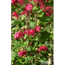 Groseillier a fleurs RED BROSS 80cm de Plantes Silence ça pousse dans Arbustes caducs en livraison