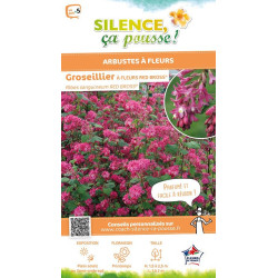 Groseillier a fleurs RED BROSS 80cm de Plantes Silence ça pousse dans Arbustes caducs en livraison