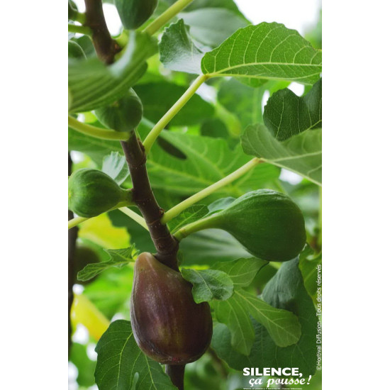 FIGUIER OSBORN PROLIFIC C10 TF/BU de Plantes Silence ça pousse dans Fruitiers en livraison