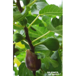 FIGUIER OSBORN PROLIFIC C10 TF/BU de Plantes Silence ça pousse dans Fruitiers en livraison