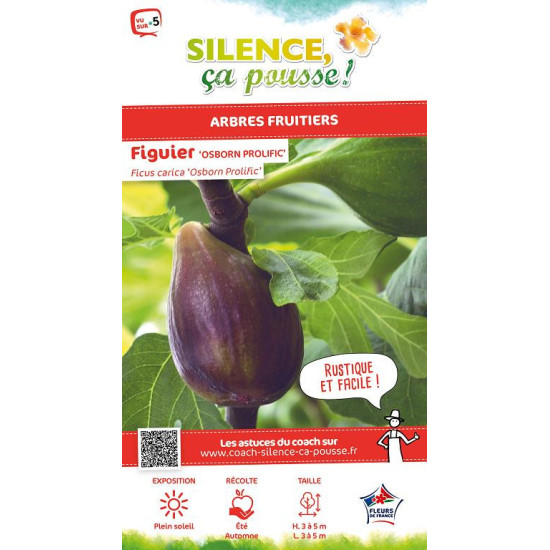 FIGUIER OSBORN PROLIFIC C10 TF/BU de Plantes Silence ça pousse dans Fruitiers en livraison