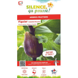 FIGUIER OSBORN PROLIFIC C10 TF/BU de Plantes Silence ça pousse dans Fruitiers en livraison