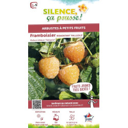 Framboisier Fall Gold 65cm Silence ca pousse de Plantes Silence ça pousse dans Plantes à petits fruits (kiwi, myrtilles, gros...