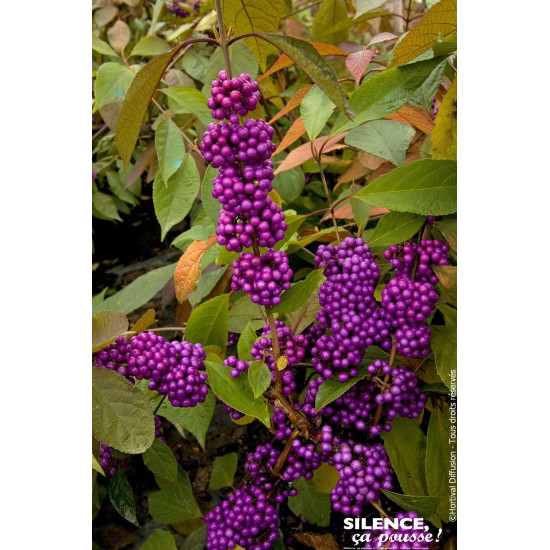 Callicarpa de Bodinier IMPERIAL PEARL 120cm de Plantes Silence ça pousse dans Arbustes caducs en livraison