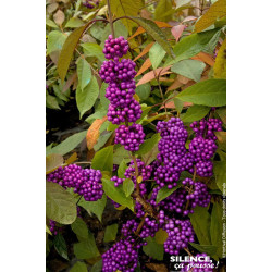 Callicarpa de Bodinier IMPERIAL PEARL 120cm de Plantes Silence ça pousse dans Arbustes caducs en livraison
