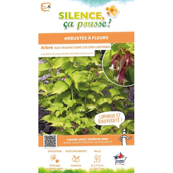 Arbre aux faisans dore 120cm Silence ca pousse de Plantes Silence ça pousse dans Arbustes caducs en livraison