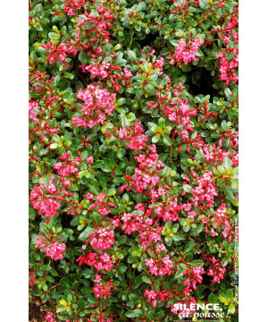 Escallonia Red Dream 80cm Silence ca pousse de Plantes Silence ça pousse dans Arbustes persistants en livraison