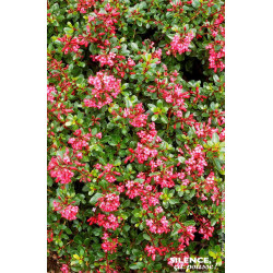Escallonia Red Dream 80cm Silence ca pousse de Plantes Silence ça pousse dans Arbustes persistants en livraison