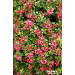 Escallonia Red Dream 80cm Silence ca pousse de Plantes Silence ça pousse dans Arbustes persistants en livraison