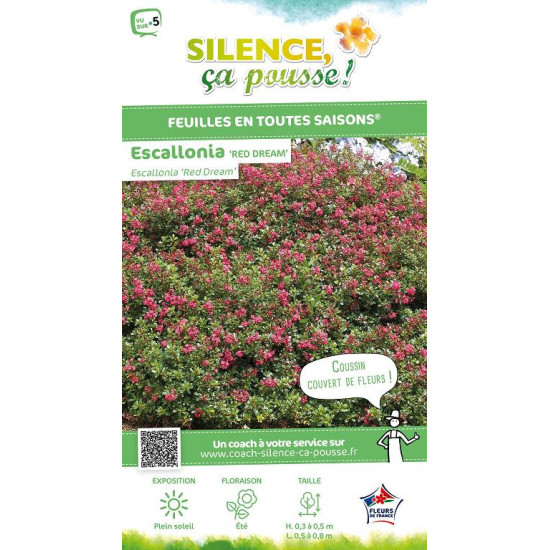 Escallonia Red Dream 80cm Silence ca pousse de Plantes Silence ça pousse dans Arbustes persistants en livraison